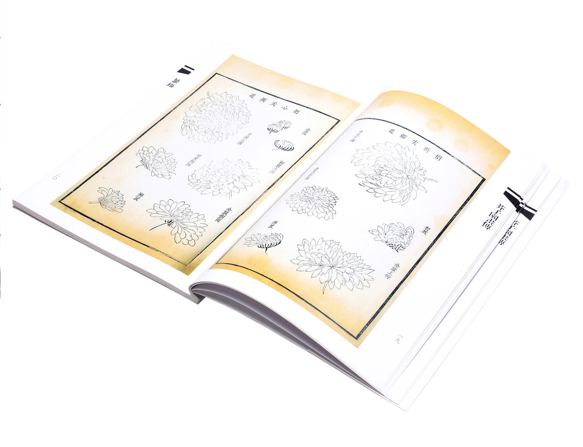 page view of chrysanthemum flowers in different stages and postures for readers&#39; inspiration in their own art creation